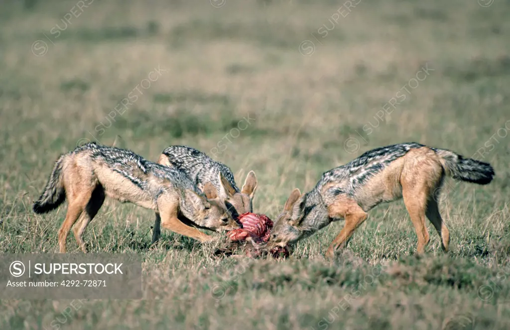 Black-backed jackals eating a Thomson's gazelle