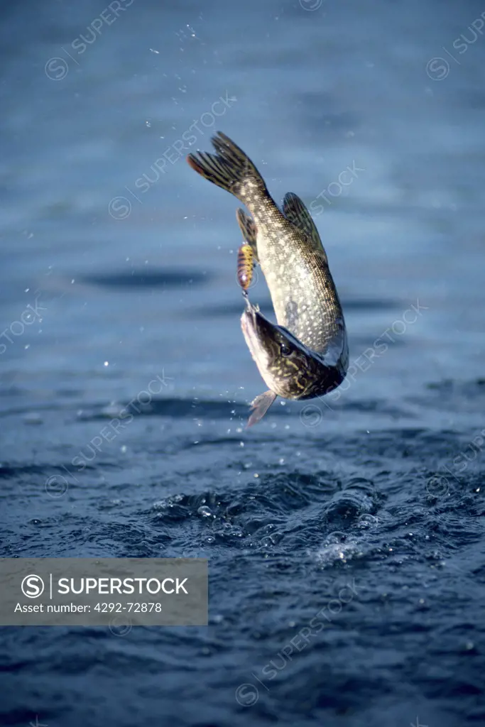 Northern pike jumping