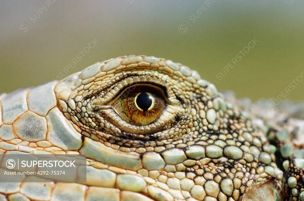 Iguana, close up
