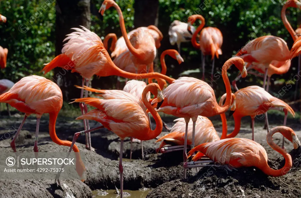 Caribbean Flamingos, Metro Zoo, Miami, Florida, USA