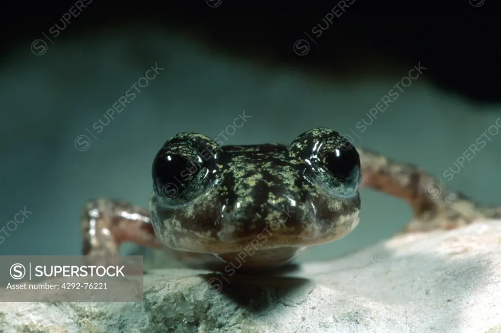 Cave Salamander(Speleomantes genei)