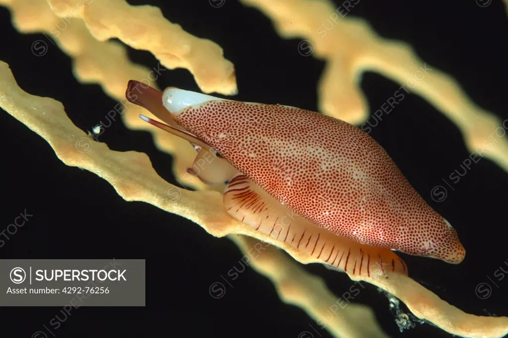 Simnia spelta, Mollusca, Gastropoda, Ovulidae (allied cowries) feeding on Eunicella cavolini, Anthozoa, gorgonacea, Sardinia, Italy, Mediterranean sea