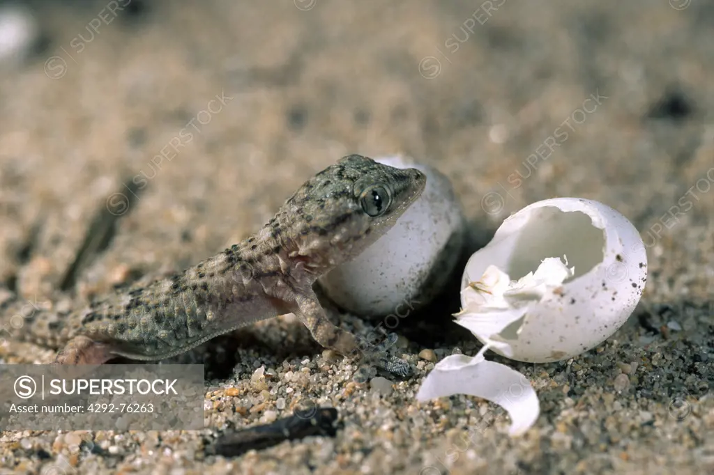 Moorish Gecko - Tarentola mauretanica just born from the egg. Alghero, Sardinia, Italy