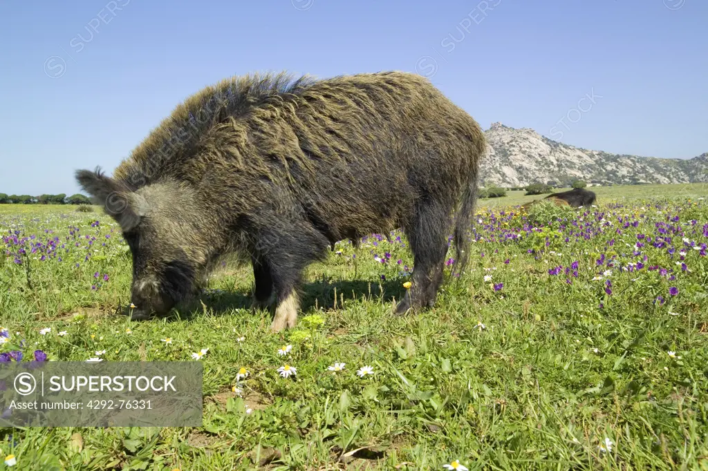 Italy, Sardinia, Asinara National park, wild boar