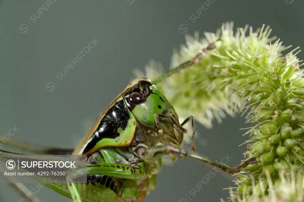 Grasshopper- Eupholidoptera magnifica, Sardinia, Italy
