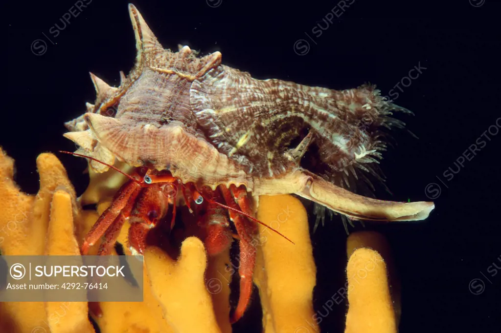 Italy, Sardinia, mediterranean sea, hermit crab (Dardanus arrosor)
