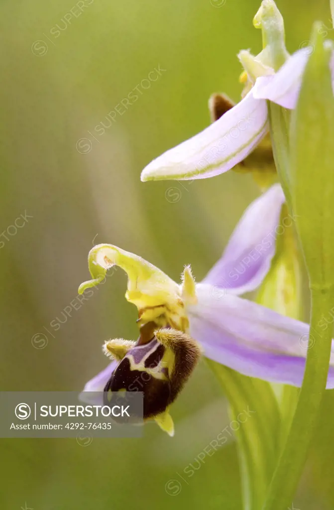 Close-up of an  orchid, (Ophrys apifera)