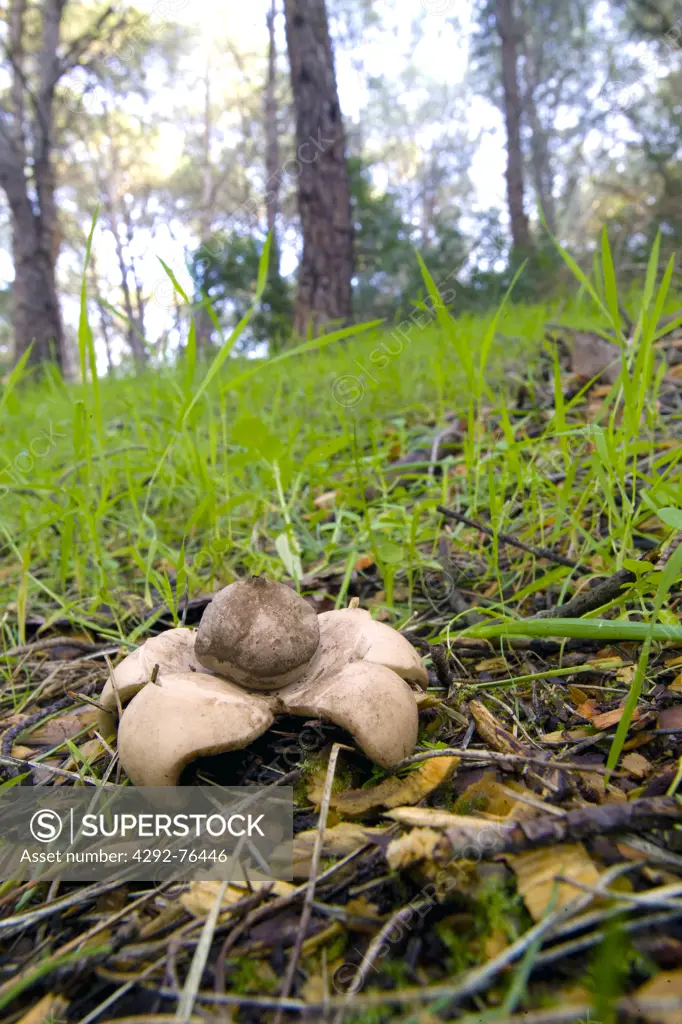 Italy, Sardinia, Baratz forest, mushroom, (Gaestrum sp)