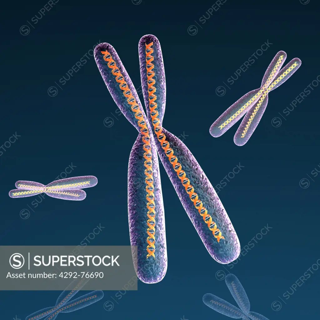 Chromosome and dna