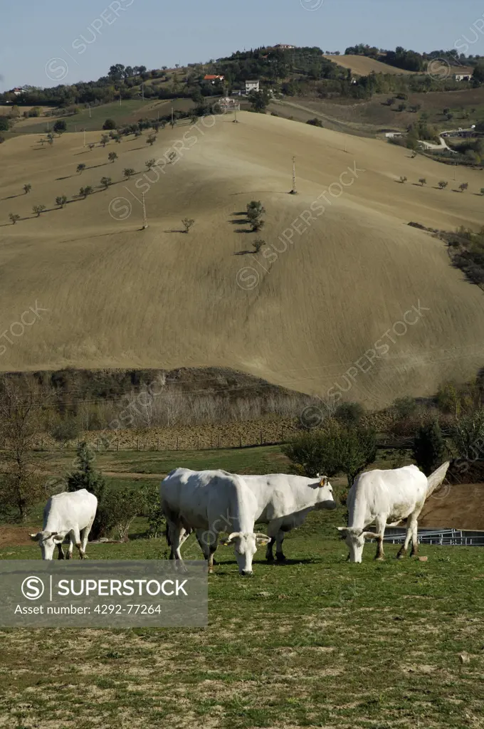 Italy, Abruzzo, marchigiana cows at pasture