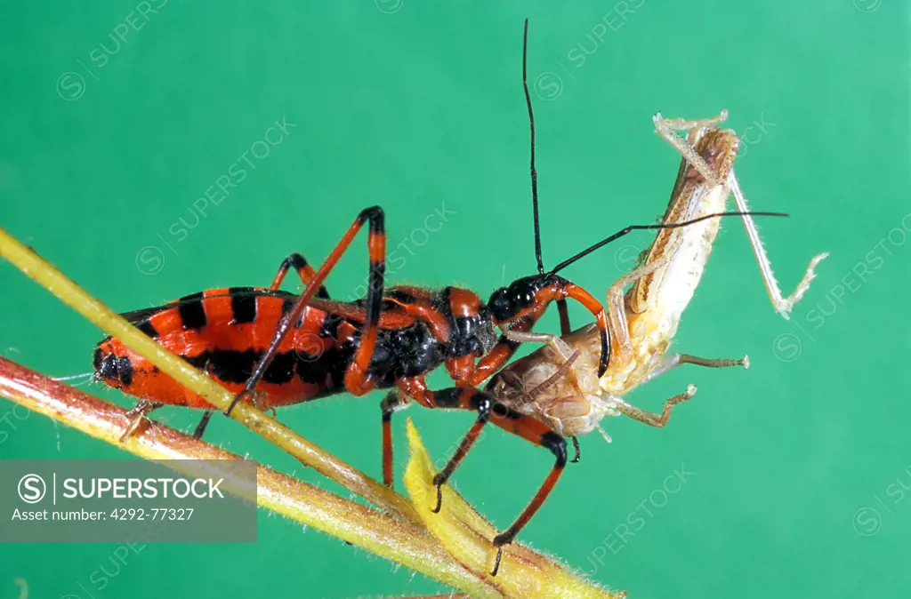 Assassin bug feeding on cricket - Rhinocoris iracundus