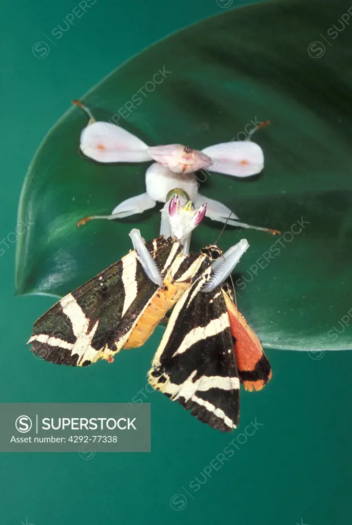 Orchid mantis- Hymenopus coronatus eating a butterfly