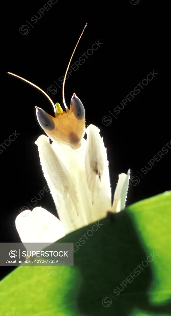 Orchid mantis - Hymenopus coronatus