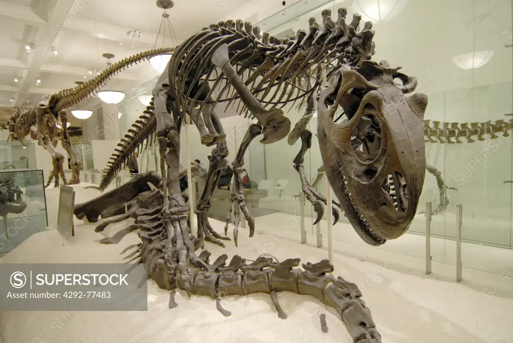 Allosaurus skeleton at American Natural History Museum, USA, New York