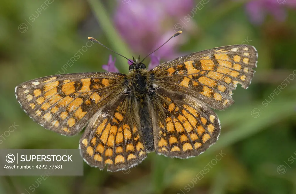 Italy, Abruzzo, Gran Sasso and Monti della Laga National Park. Butterfly, Melitaea cinxia
