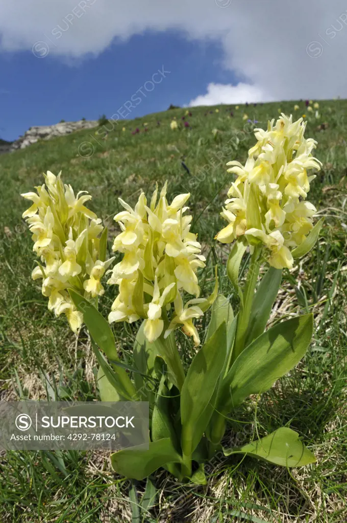 Italy. Liguria, Alpi Liguri, Orchids, Orchis Sambucina