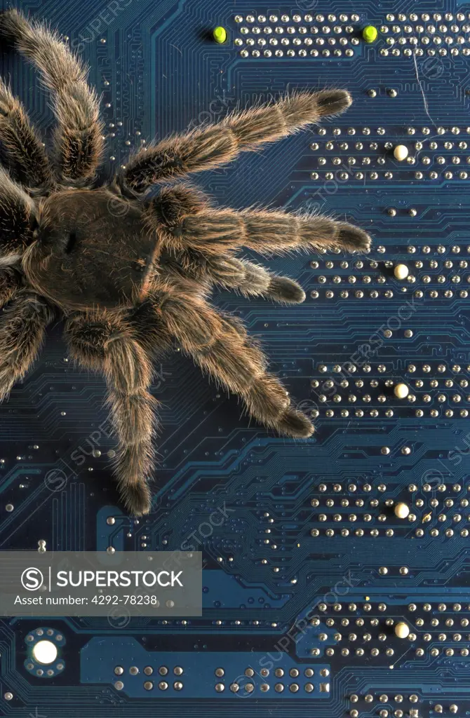 Tarantula on circuit board