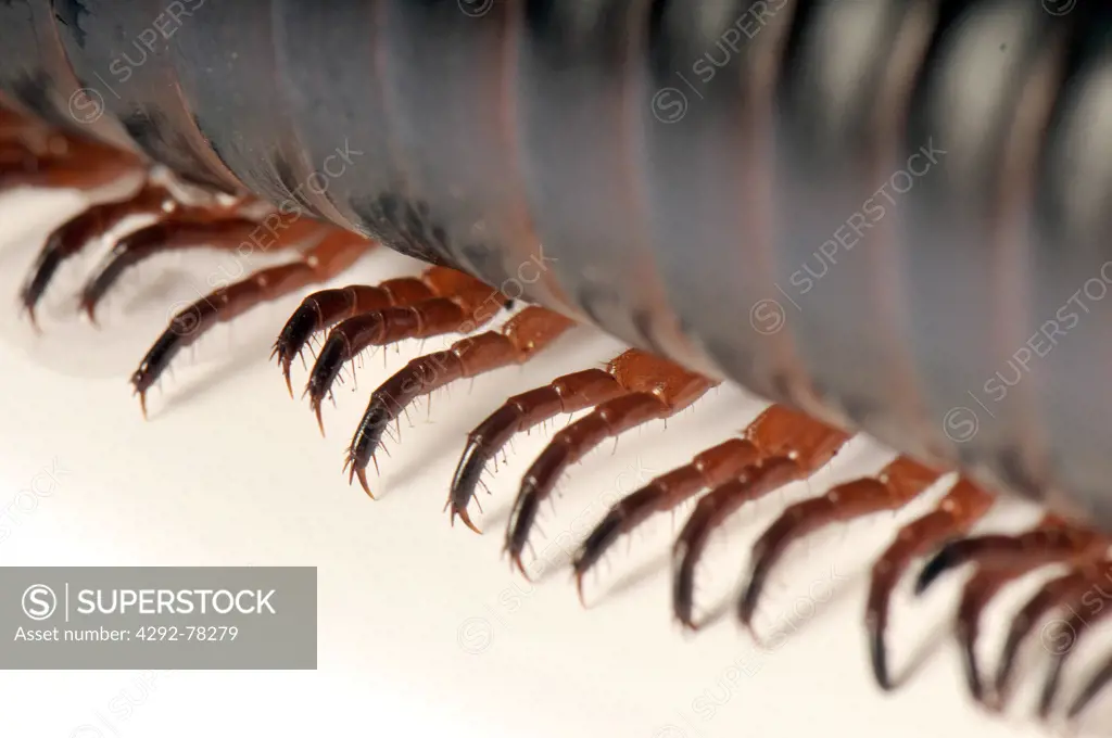 African giant black millipede (Archispirostreptus gigas )