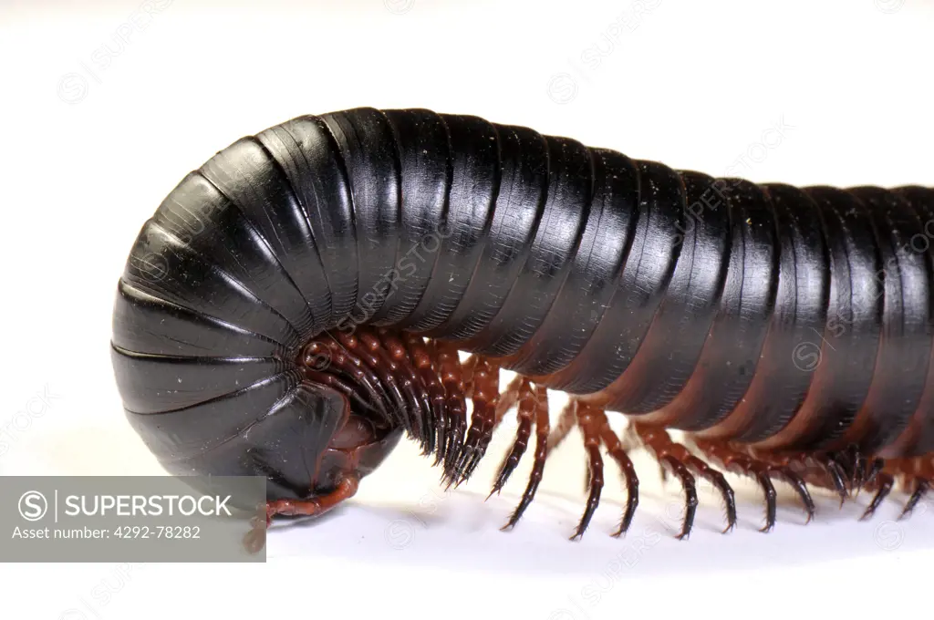 African giant black millipede (Archispirostreptus gigas )