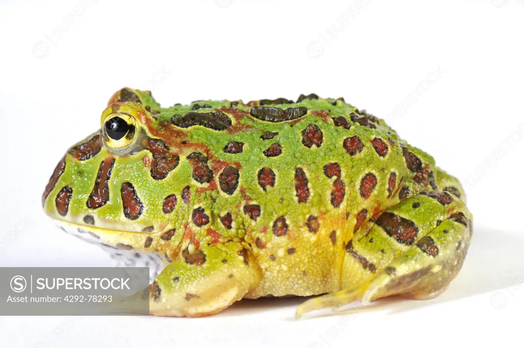 Chacoan Pacman Frog (Ceratophrys cranwelli)