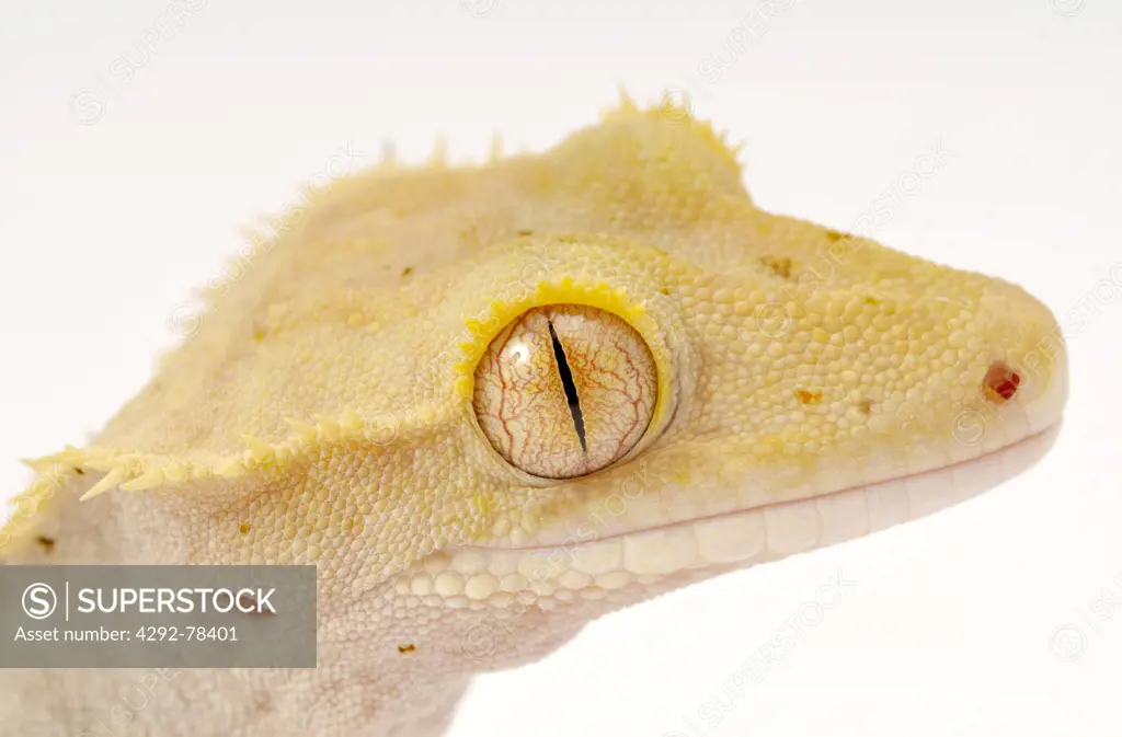 New Caledonia Gecko, (Rhacodactylus ciliatus)