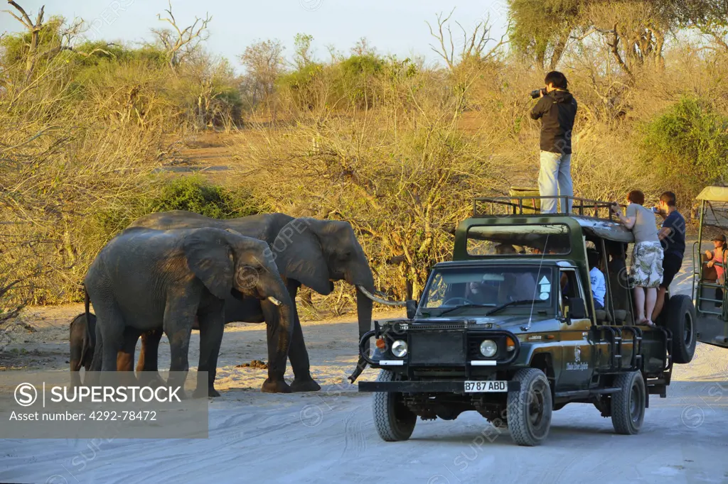 Africa, Botswana, Chobe National Park