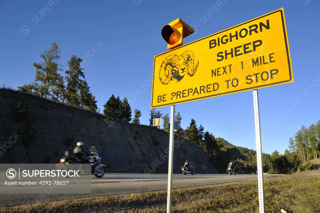 USA, South Dakota, Black Hills National Forest, Hill City, Bighorn Sheep Sign