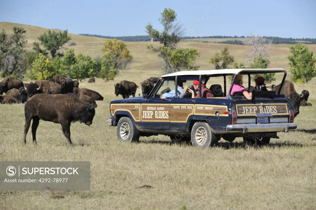 USA, South Dakota, Black Hills National Forest, Custer State Park, Buffalo Roundup, Tourists in Safari Vehicle Photographing