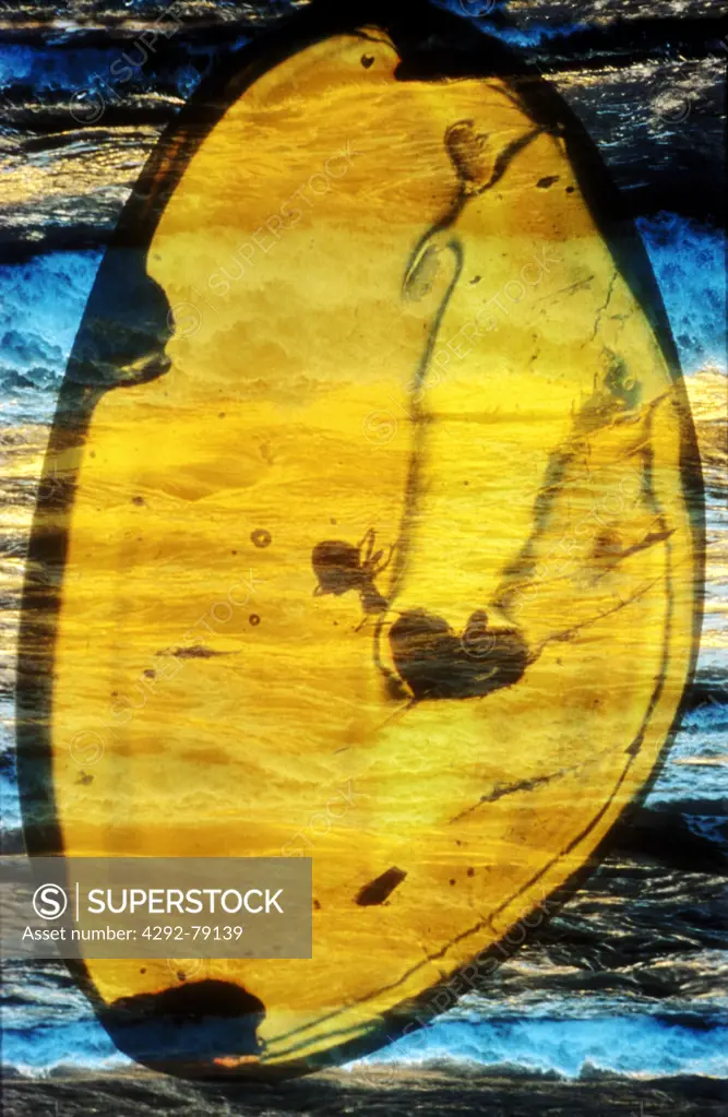 Insects embedded in baltic amber