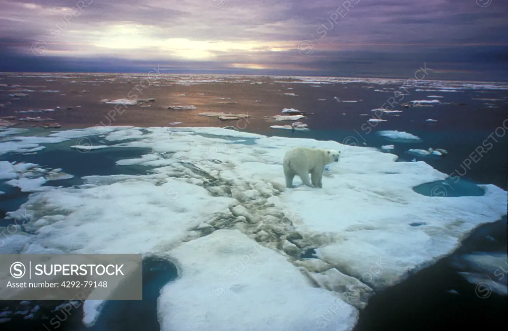 Russia, Siberia, Chukchi Sea,polar bear on ice floeOrso polare