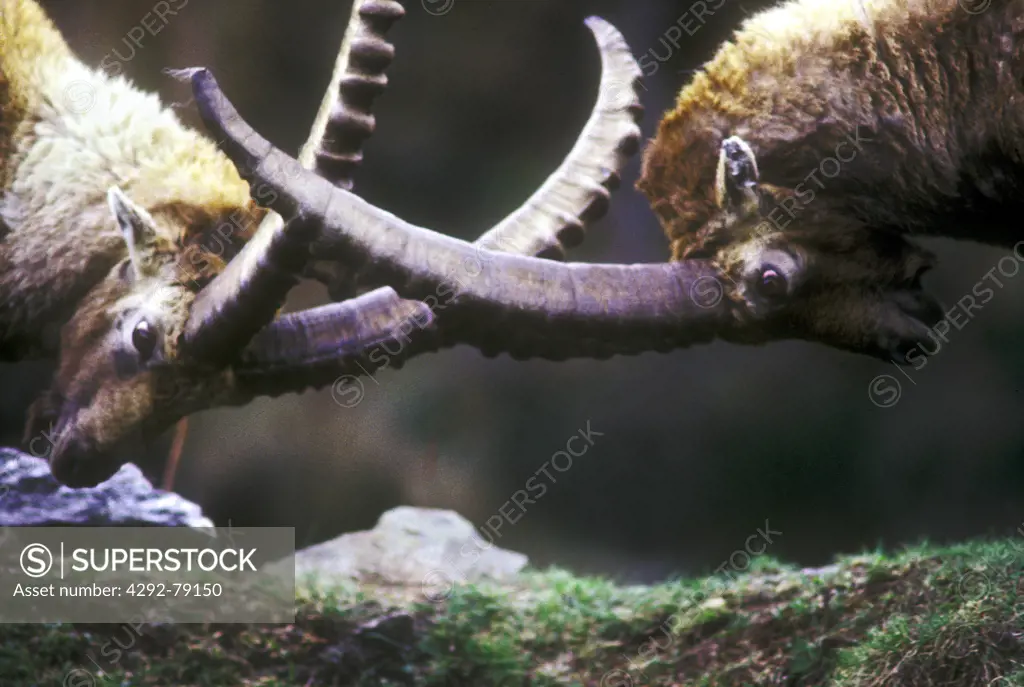 Italy, Alps, ibex fighting