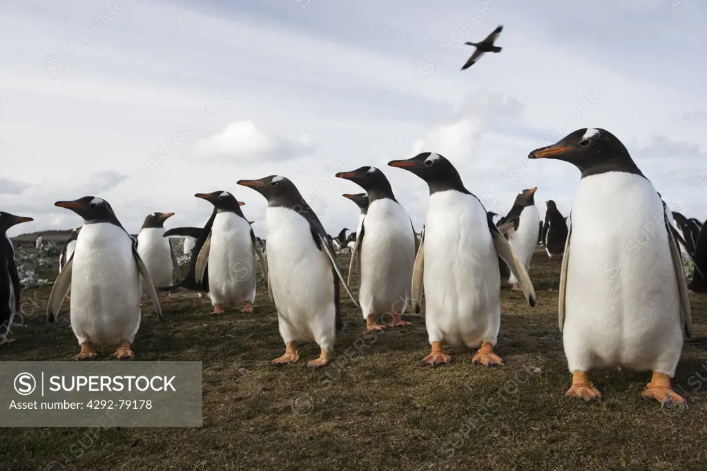 Falklands Islands. Pebble Island. Gentoo penguins (Pygoscelis papua)