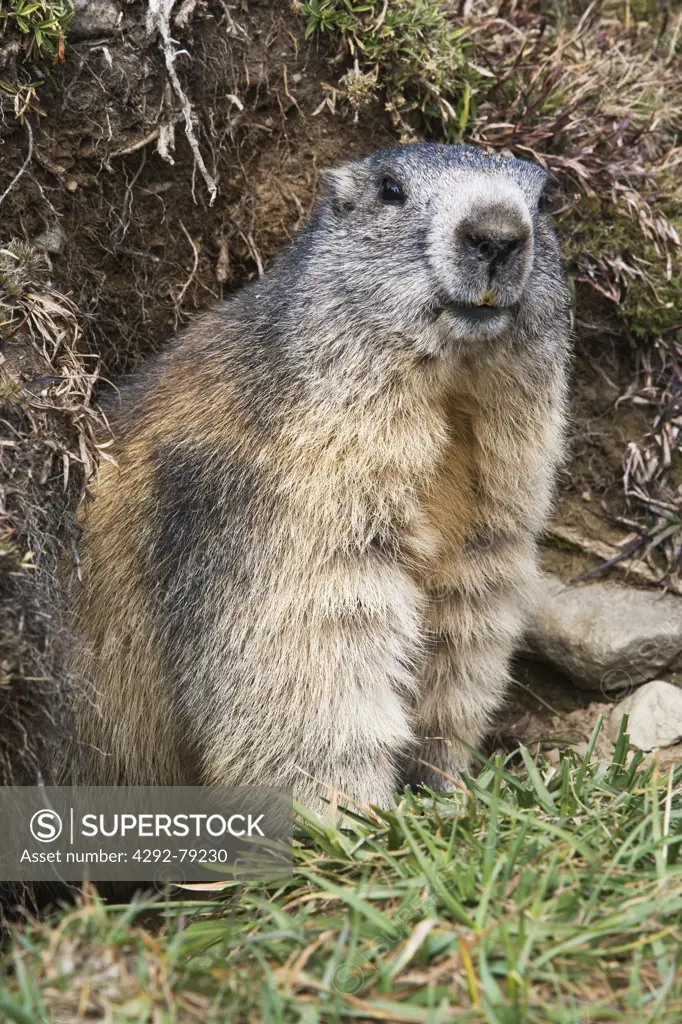 France, Mercantour national park, Groundhog (Marmota marmota)