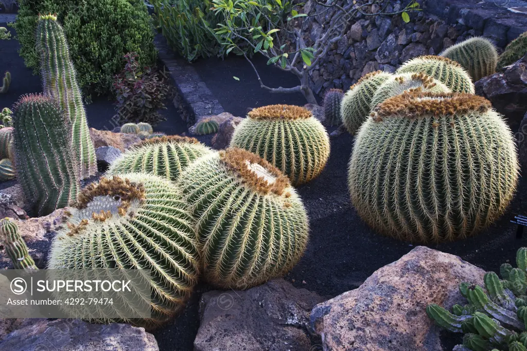 Spain, Canary Islands, Lanzarote, Guatiza,cactus garden