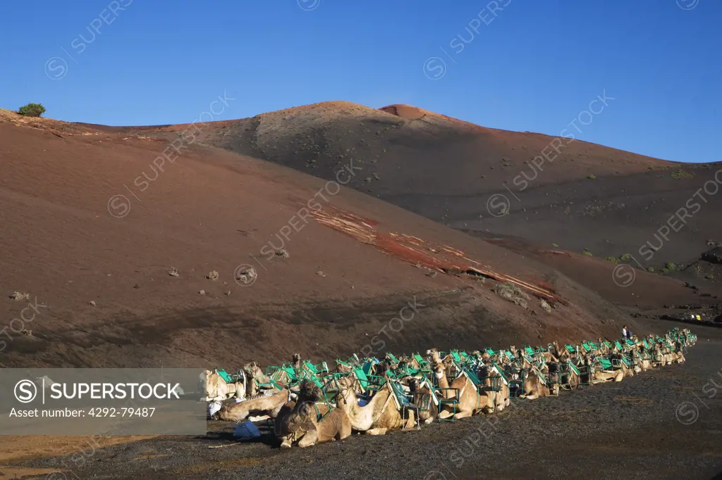 Spain - Canary Islands, Lanzarote, Timanfaya National Park, camels