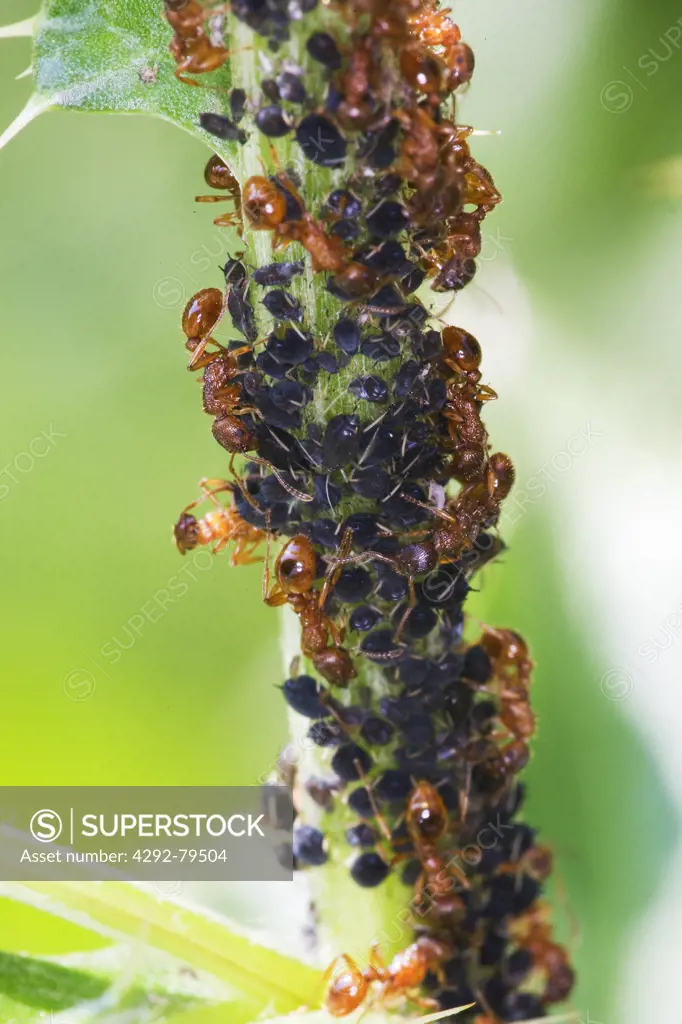 Aphids and red ants