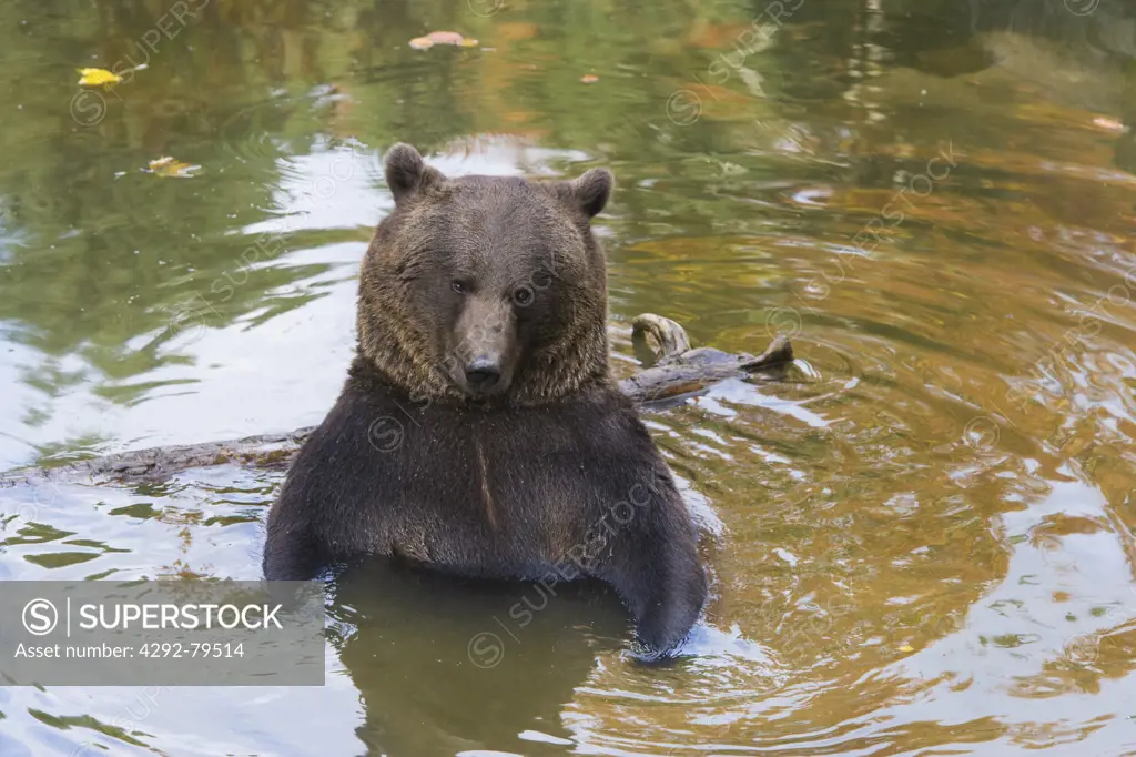 Europe, Germany, Bayerischer National Park, European Brown Bear, Ursus arctos