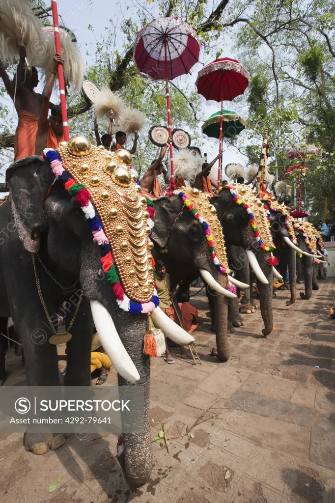 India, Kerala, Thrissur, Pooram festival, it is one of the biggest festivals in India where elephants are decorated magnificiently