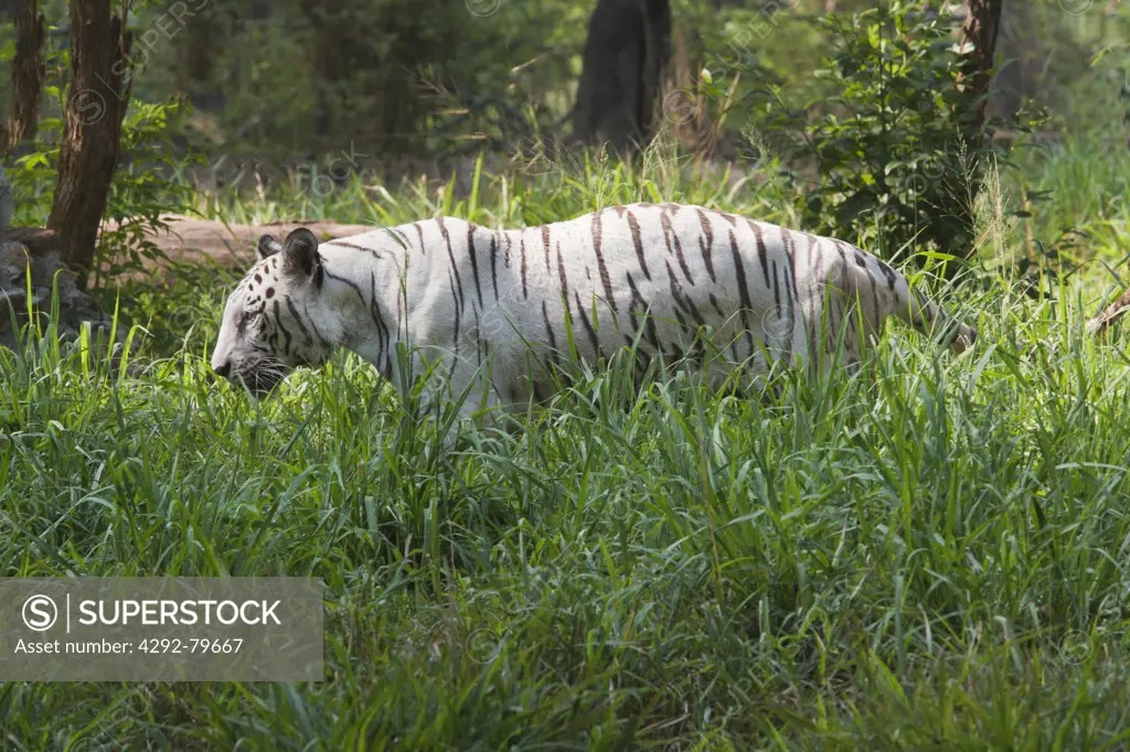 India, Karnataka, white Tiger in the Zoo of Mysore