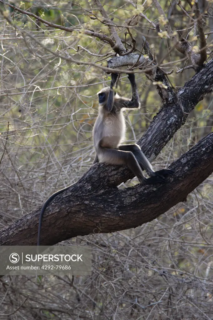 India, Karnataka, Rajiv Gandhi National Park, Gray Langur monkeys, (Semnopithecus entellus)