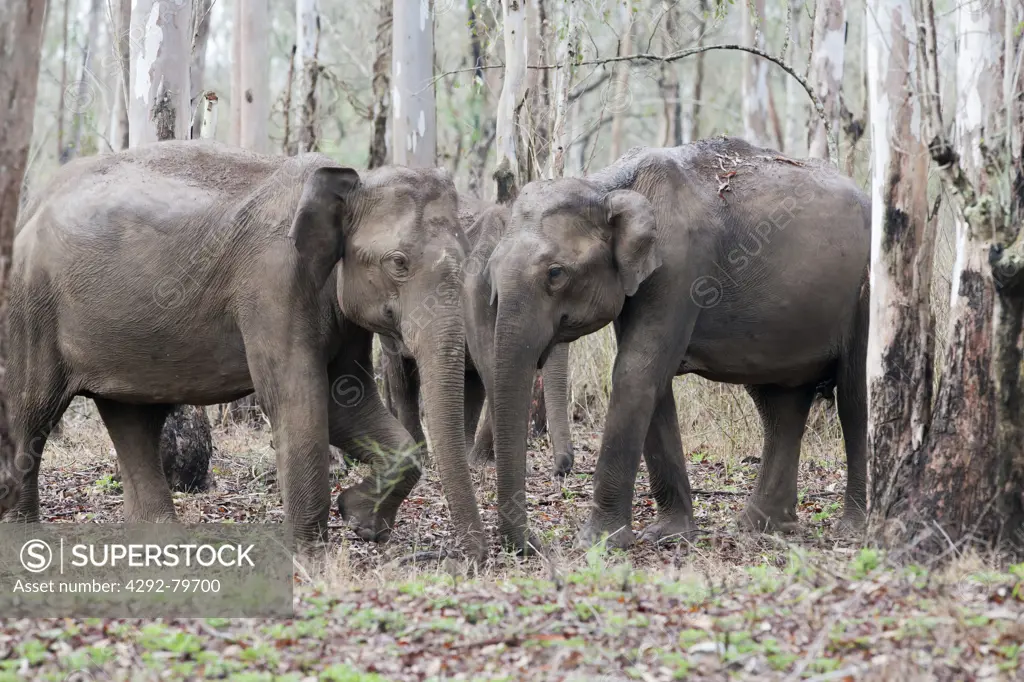 India, Karnataka, Rajiv Gandhi National Park, Indian elephant,(Elephas maximus)