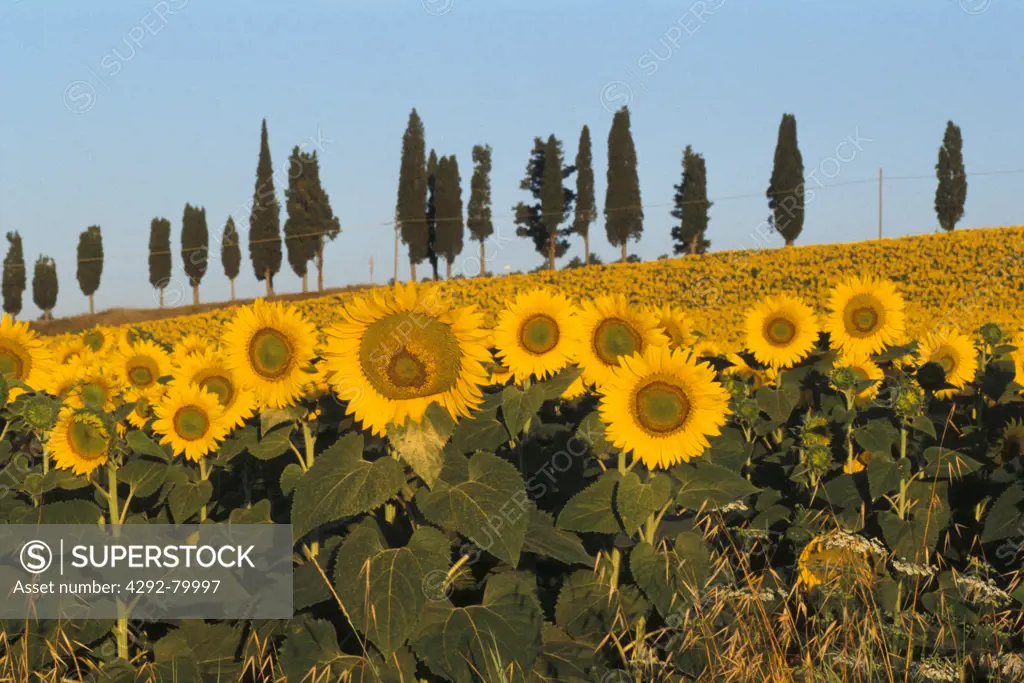 Italy, Tuscany, sunflower field near Siena