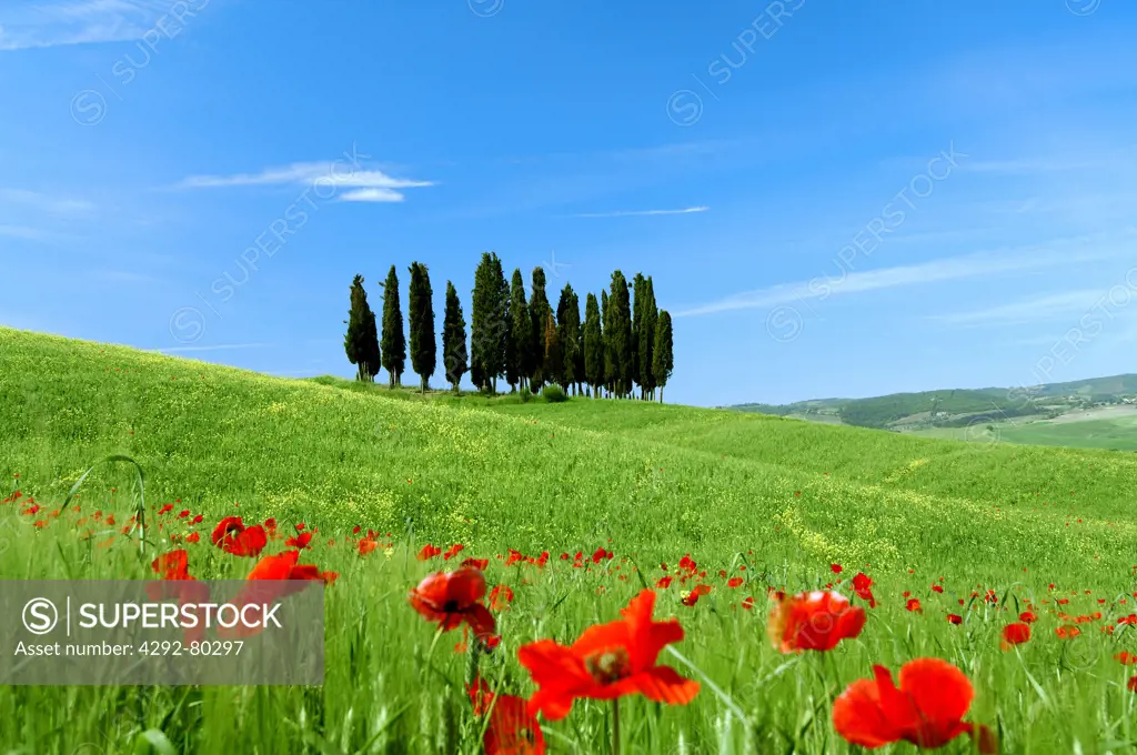 Italy, Tuscany, Val d'Orcia, San Quirico, Poppies