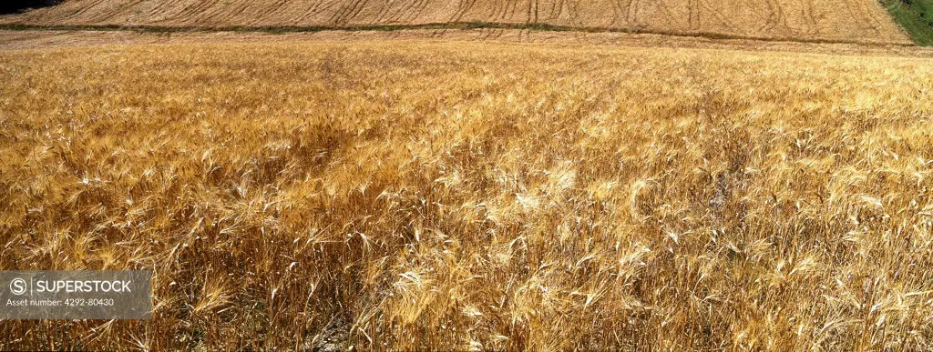 Italy, Tuscany, Wheat Field.