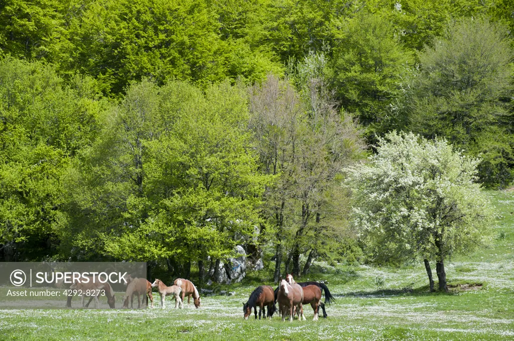 Italy, Campania, Cilento National Park, St. Maria Plateau, Alburni Mountains, Horses Grazing