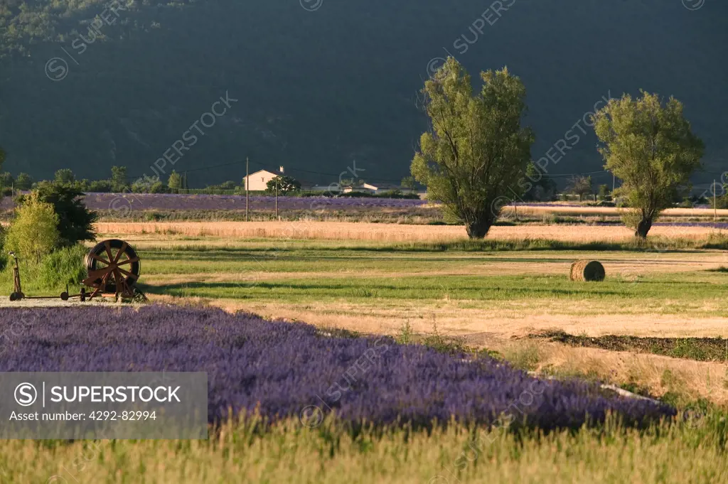 Rows of lavender in Provence, France