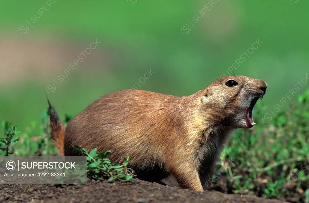 Prairie dog (Cynomys ludovicianus) North America