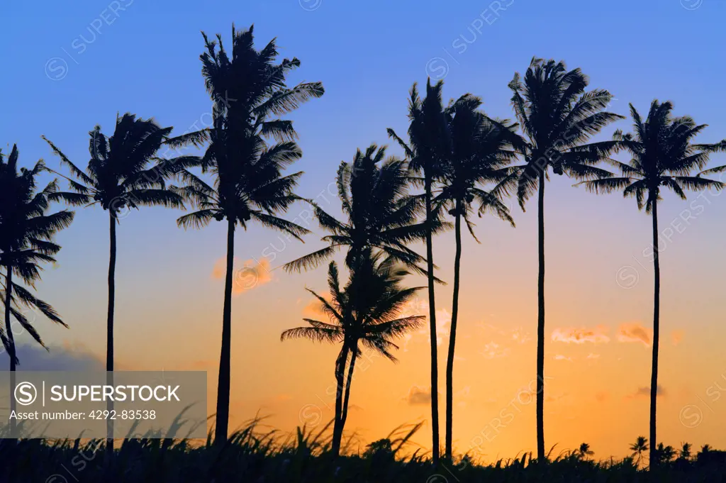Reunion island, palm trees