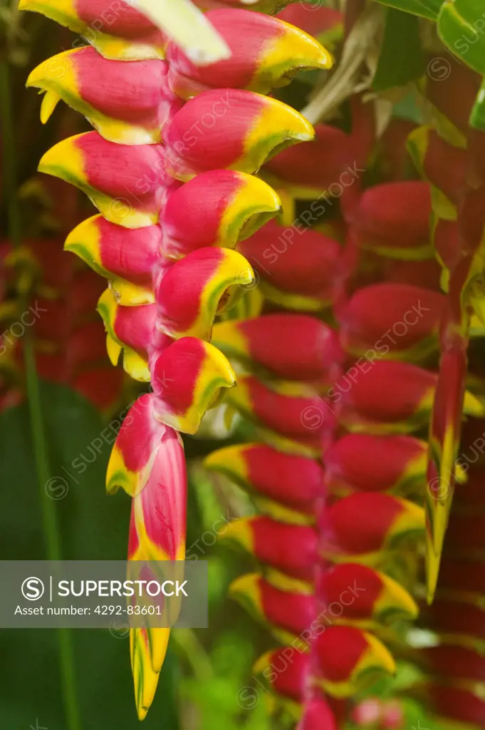 Close up of Heliconia flower, Reunion Island