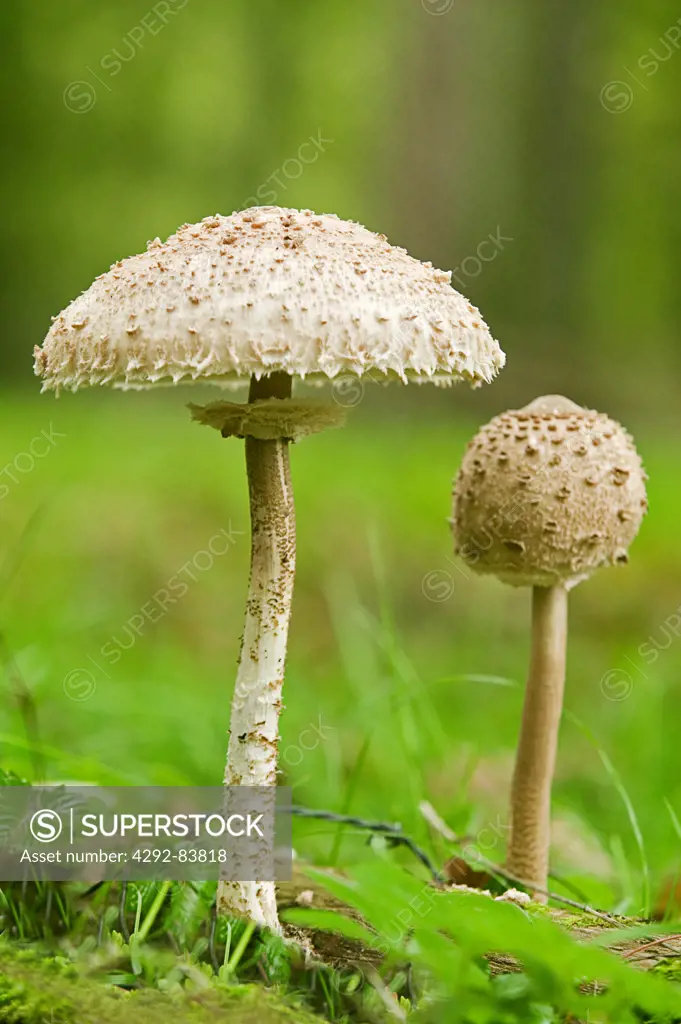 Shaggy Parasol mushrooms - Macrolepiota rhacodes var. hortensis
